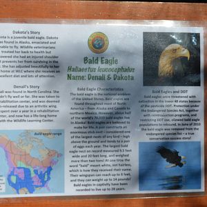 Bald Eagle Signage