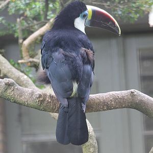 red-billed tucan