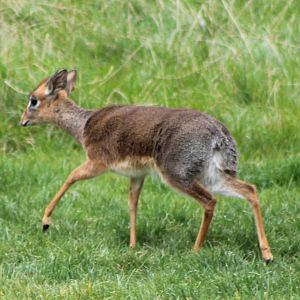 Kirk´s dikdik