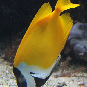 some kind of ´pigfish´? ID needed