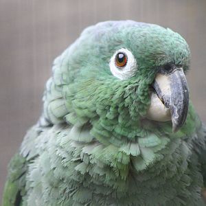 mealy amazon parrot ( which subspecies ? )