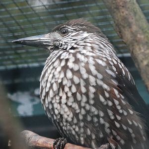 Spotted Nutcracker at Walsrode, 22/03/13