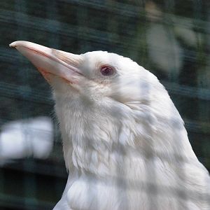White Carrion Crow at Walsrode, 22/03/13