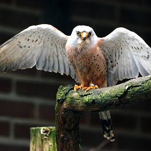 Lesser Kestrel at Walsrode, 22/03/13