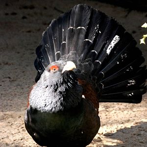 Capercaillie at Walsrode, 22/03/13