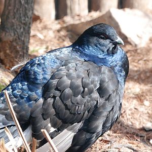 Black Grouse at Walsrode, 22/03/13