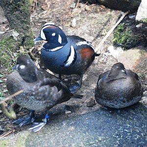 Harlequin Ducks at Walsrode, 22/03/13