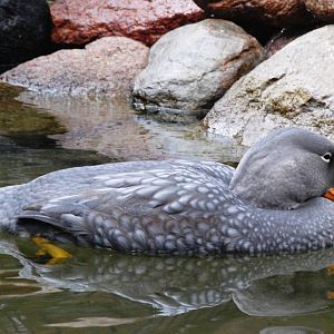 Magellanic Steamer Duck at Walsrode, 22/03/13