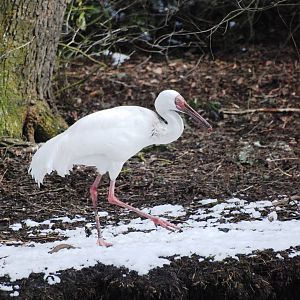 Siberian Crane at Walsrode, 22/03/13