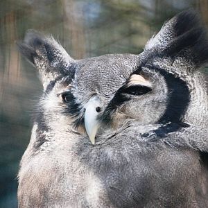 Milky Eagle Owl at Walsrode, 22/03/13