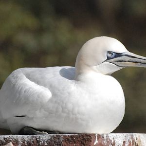 Northern Gannet at Walsrode, 22/03/13