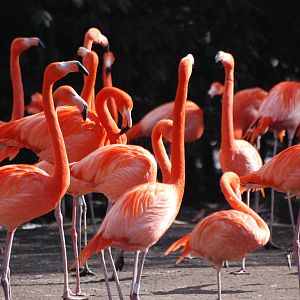 Caribbean Flamingos at Walsrode, 22/03/13