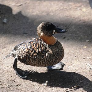 African White-backed Duck at Walsrode, 22/03/13