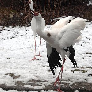Siberian Cranes at Walsrode, 22/03/13