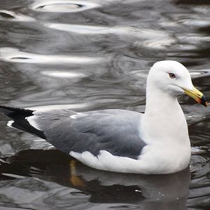 Black-tailed Gull at Walsrode, 22/03/13