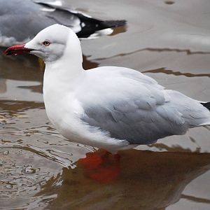 Grey-headed Gull at Walsrode, 22/03/13