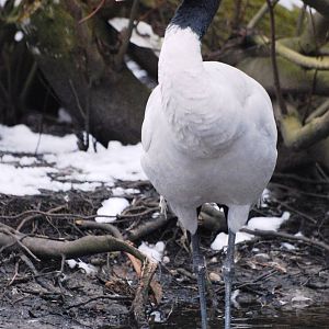 Black-necked Crane at Walsrode, 22/03/13