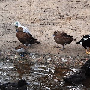 Sea Ducks at Walsrode, 22/03/13
