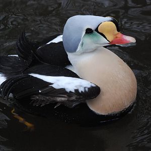 King Eider at Walsrode, 22/03/13