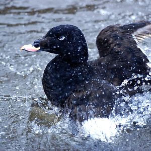 Velvet Scoter at Walsrode, 22/03/13