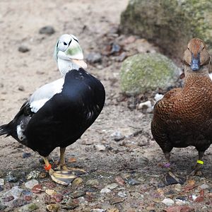 Spectacled Eider (m) and King Eider (f) at Walsrode, 22/03/13