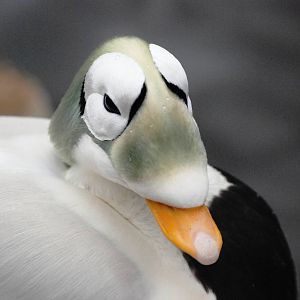 Spectacled Eider at Walsrode, 22/03/13