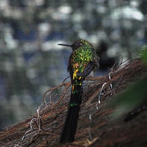 Green-tailed Trainbearer at Walsrode, 22/03/13