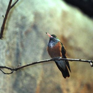 Emerald Hummingbird at Walsrode, 22/03/13