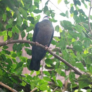 Moluccan Metallic Pigeon at Walsrode, 22/03/13