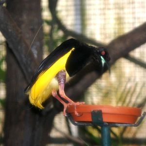 Twelve-wired Bird of Paradise at Walsrode, 22/03/13
