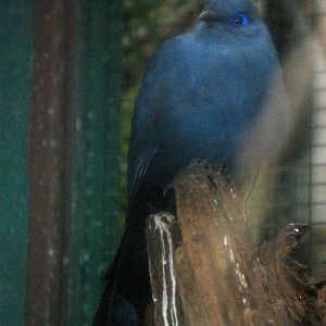 Blue Coua at Walsrode, 22/03/13
