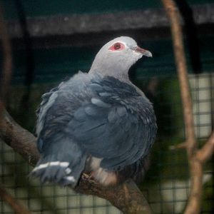 Pinon Imperial Pigeon at Walsrode, 22/03/13