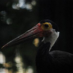 Storm's Stork at Walsrode, 22/03/13