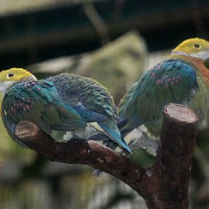 Pink-spotted Fruit Doves at Walsrode, 22/03/13