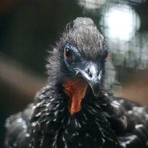 Crested Guan at Walsrode, 22/03/13