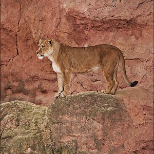 Barbary lion at Hannover
