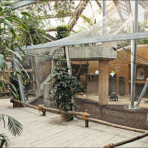 New chimp indoors at Hannover