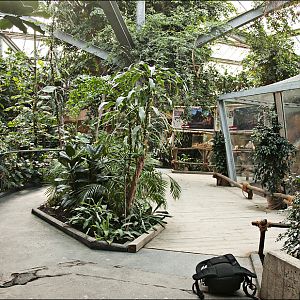 New chimp indoors at Hannover