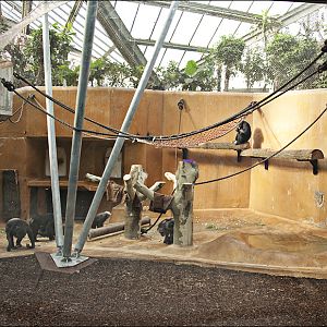 New chimp indoors at Hannover