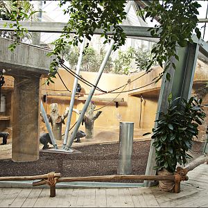 New chimp indoors at Hannover