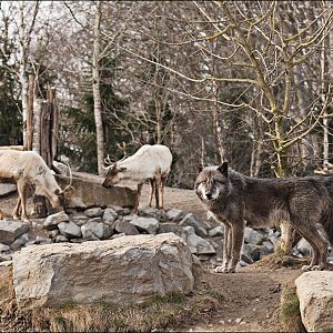Wolves and Caribou at Hannover