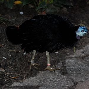 Misool Brush-Turkey at Walsrode, 22/03/13
