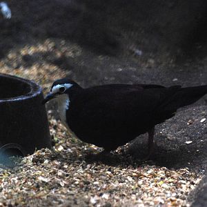 White-bibbed Ground Dove at Walsrode, 22/03/13