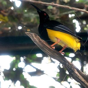 Twelve-wired Bird of Paradise at Walsrode, 22/03/13