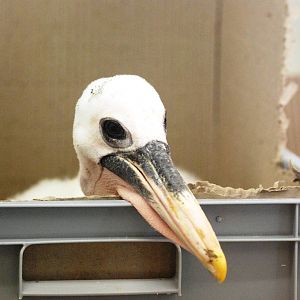 Australian Pelican Chick at Walsrode, 22/03/13