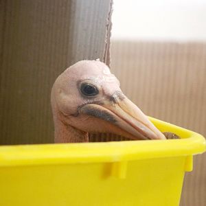 Australian Pelican Chick at Walsrode, 22/03/13