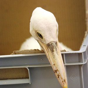 Australian Pelican Chick at Walsrode, 22/03/13