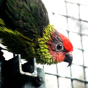 Goldie's Lorikeet at Walsrode, 22/03/13