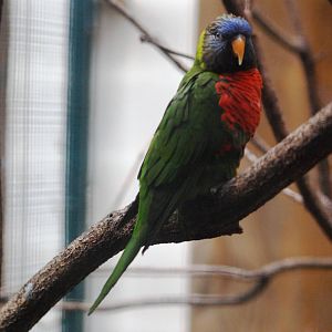 Deplanche's Rainbow Lorikeet at Walsrode, 22/03/13
