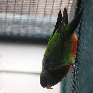 Emerald Lorikeet at Walsrode, 22/03/13